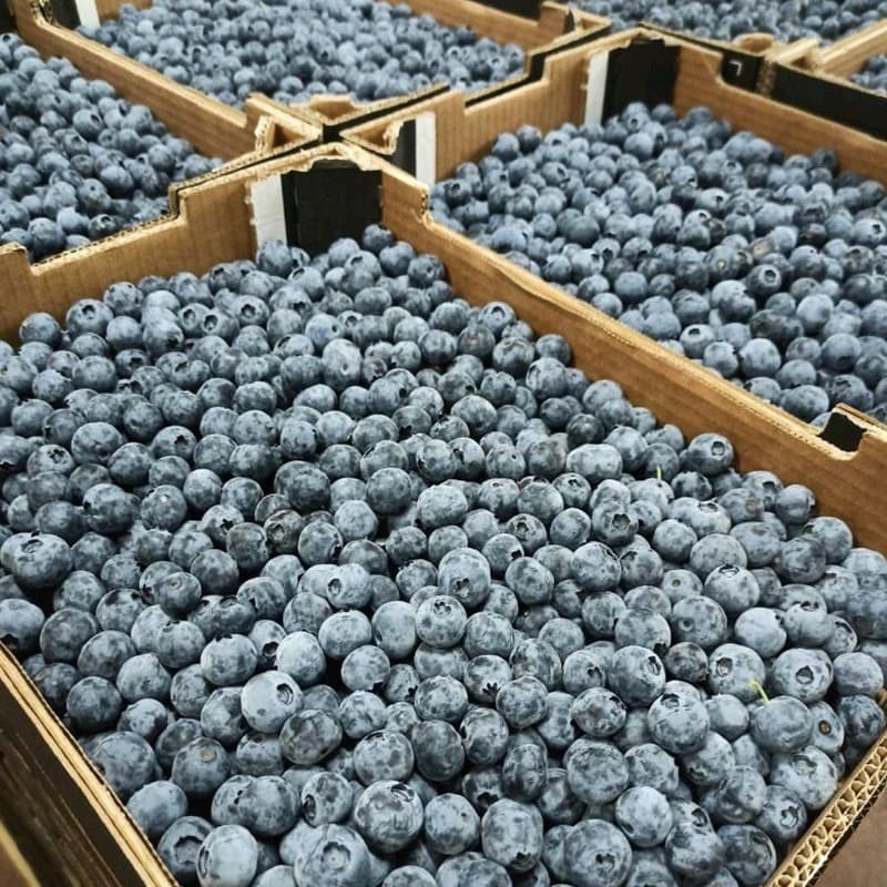 images/1685433292821blueberry grader.jpg